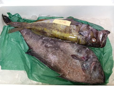 【災害の影響て道内のみ発送可能】アブラガレイ2kg 神経締め ギンガレイの代用魚