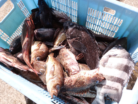 庄内沖直送・予約制 3kg 海鮮満喫ボックス  （予約制・即日発送・下処理オプション付）