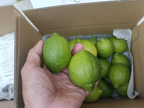 防腐剤、ワックス不使用 皮ごと使用綺麗な広島県産レモン 良品10kg