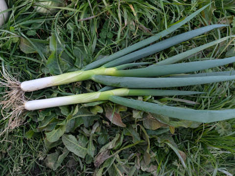 京の冬野菜セット2026【漢方栽培】