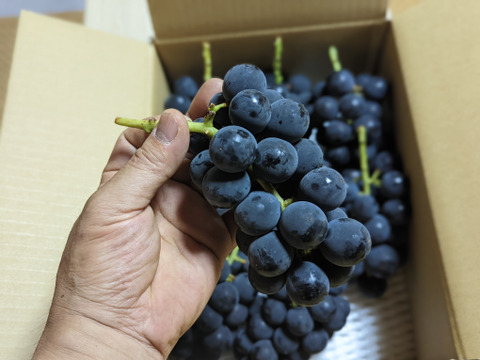 甘さとコクの極み！種あり巨峰800g(2-4房)※長野県認証/農薬節減栽培（信州の環境にやさしい農産物認証）