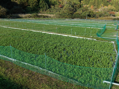 独特な爽やかな香り
🌿南三陸せり🌿
２kg（200ｇ✕10束入り）