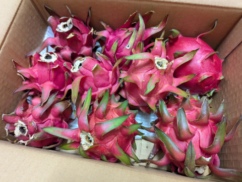 ドラゴンフルーツ2kg