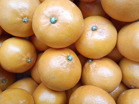 広島県産 青島ミカンとレモン5個　合計5キロ