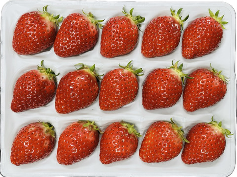 🥇いちごグランプリ金賞受賞！希少品種！『肥後こまち』化粧箱400g 贈答用 12〜15玉