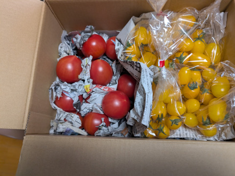 新商品❗あま～いプチトマト
(イエローアイコ)　
酸味が無くとにかく甘い💛
赤アイコとの合わせ買いに最適です。