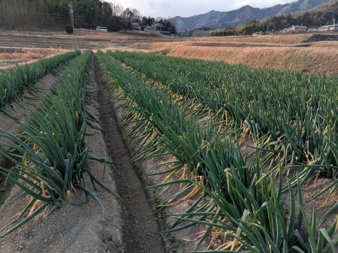 柔らかく甘い！土付き白ネギ　5ｋｇ　20本～30本