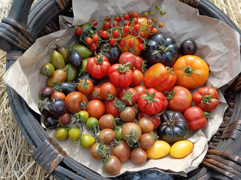 《本日終了！》完熟カラフルトマト 約1.3kg【食べ比べ】【厳選10種以上】