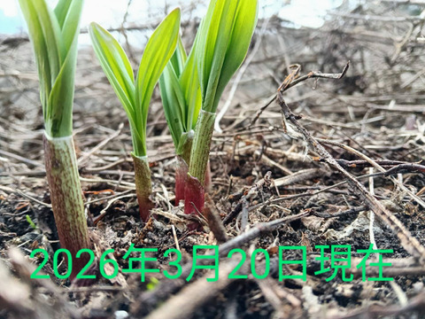 ！4月16,17,20日発送分！【2026年優先予約】！優先発送！太い行者にんにく3kg　「やわらか若葉」幻の山菜