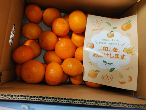 【家庭用】カラマンダリン 5kg 春みかん♡手でムキムキ！濃厚な味わい！愛媛みかん！！