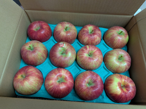 今季第1弾！収穫後すぐに発送！夏りんご「シナノレッド」爽やかな味わい　（9個から12個）