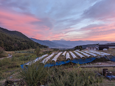 数量限定★9月発送予定（山梨県産 クイーン二－ナ 約1.6～1.8kg）