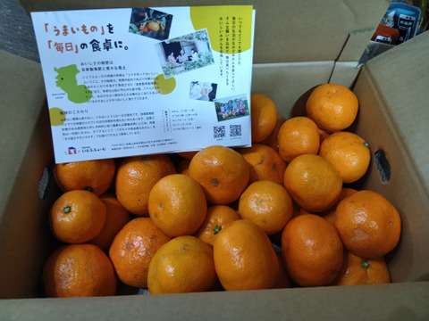 【訳あり】濃厚なコクと酸味がおいしい！有田みかん★早生★自家製堆肥栽培★定番5kg★和歌山★