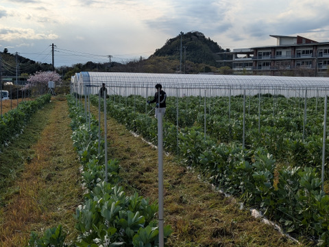 ＜訳あり＞だけど味は一級品！5月発送 春の味覚農家直送！甘くてしっとり房州そら豆4キロ。