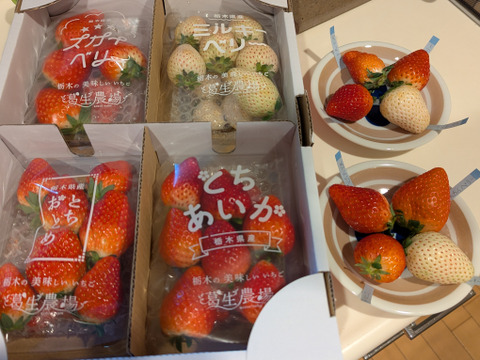 【冬ギフト】【食べチョク限定】摘みたて直送！ミルキーベリー入り！とちぎのいちご4種詰め合わせセット（4パック）（260ｇ×4パック）【いちご食べ比べ】