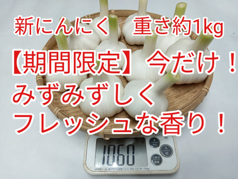 【新にんにく】期間限定　みずみずしく『フレッシュな香り』重量約1kg60サイズ