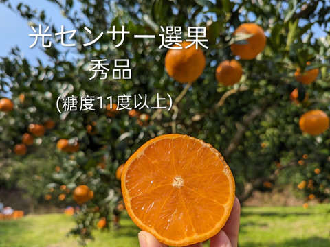 奄美完熟たんかん　贈答化粧箱　（秀品・糖度１１度以上）8個
（光センサー選別 ２Ｌ～Ｌ）