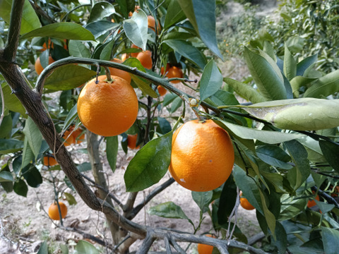 広島県産柑橘ブラッドオレンジとレモン10個良品　合計5キロ