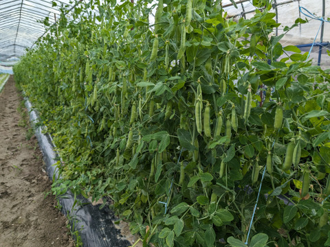 【まもなく終了】大人気!甘くて柔らかい『えんどう豆』1kg【漢方栽培】