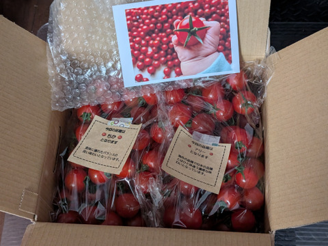 笑顔引き出す！みにとまとの食べ比べ 1.5kg