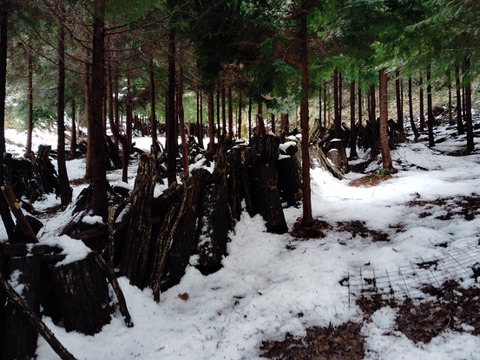 大自然の原木椎茸【1kg】