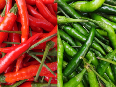 生唐辛子：プリッキーヌ（赤＆青）200g