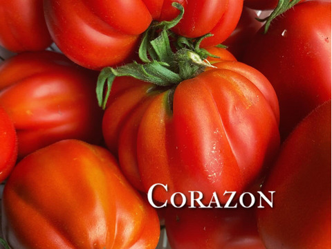 樹上完熟 イタリアントマト アソート 約1.2kg 富山県産