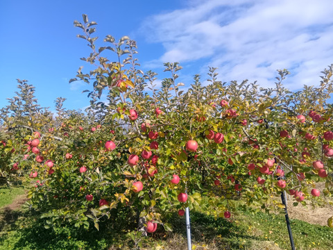 【岩手・紫波町】特別栽培サンふじ・こうこうなどの食べ頃りんご詰め合わせ（無印・5kg）