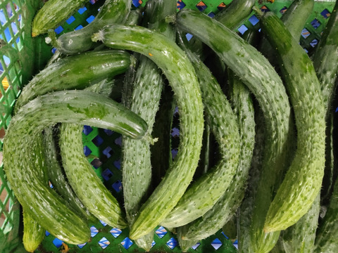 にんにくバラ300ｇ+イボイボが自慢の四葉きゅうり20本　訳あり　フードレスキュー