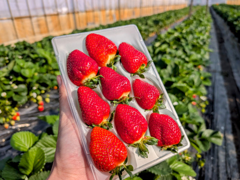 【母の日ギフト】【メッセージカード付き】【幻の品種】「おとめ心」完熟いちご 2Lと3L！17粒！