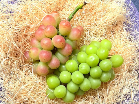 ごほうび気分で味わう、ふたつのぶどう　岡山県産『シャインマスカット＆サニードルチェ』ご自宅用１kg