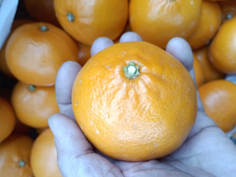 広島県産 青島ミカンとレモン5個　合計5キロ