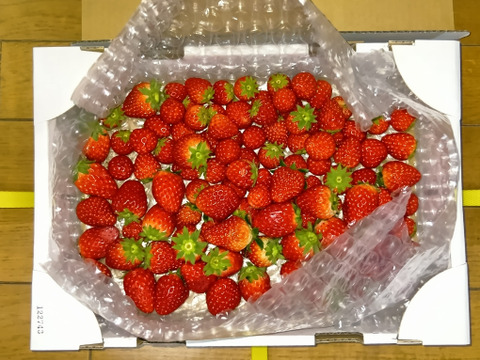 【12月10日までセール価格】MIXいちご "紅ほっぺ" 1kg 『バラ詰め』"販売中"