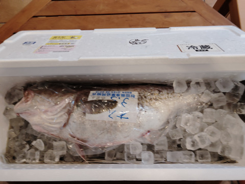 鍋の季節！秋田県産‼️真鱈BOX‼️［タラ］オス3キロ　　予約 11、12月発送予定