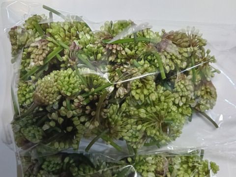 ！出荷中！行者ニンニクの花 1kg　花からも行者ニンニクの香り　幻の山菜 天ぷらやサラダの彩りにどうぞ