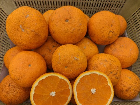 まる美の果汁たっぷり完熟温州みかん5kg以上【訳ありジュース用】