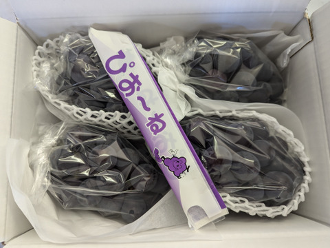 ★NEW★山梨県産 ピオ－ネ（約1.8㎏）