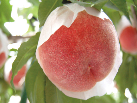 【超特価】１.２ｋｇ（５~６個位）「あかつき」８月１０日販売終了