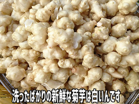 【予約販売】洗浄した生菊芋 2Kg