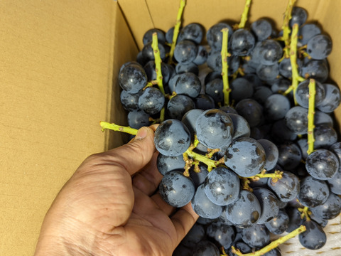 【2025最終・すぐ発送】小粒のナガノパープル約1.5kg(5×10房）規格外※信州の環境にやさしい農産物50％節減（長野県認証）