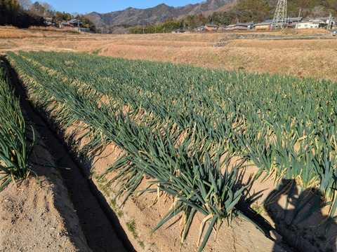 柔らかく甘い！付き白ネギ　3ｋｇ　10本～20本