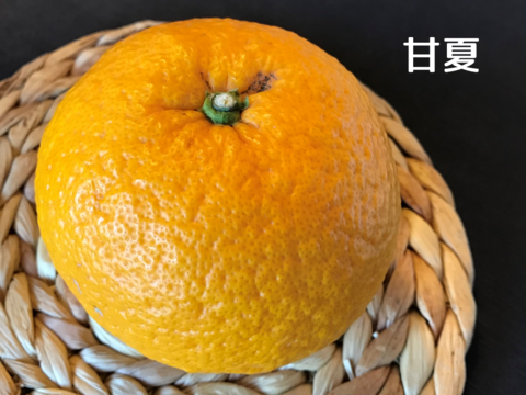 【数量限定】 仲屋の柑橘4種 食べ比べセット 1.5kg 仲屋 海瀬農園  バラエティセット 黄金柑や国産レモンなど 希少品種含む 詰め合わせ！