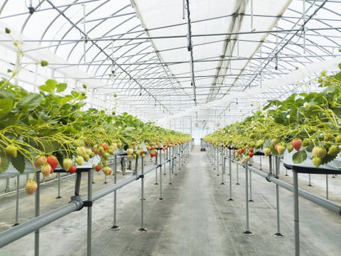 いちご 「しあわせのひとしずく（夏のしずく）」青森県産 朝摘み 直送