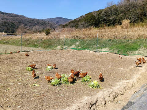 【ぷりぷり初玉】阿波　放し飼い有精卵「池田なません」10個