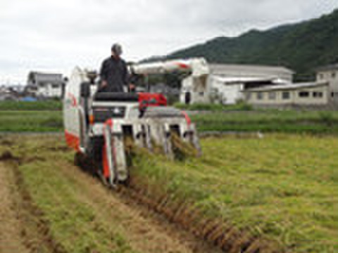 【わけあり送料込み　メール便】古代米入り玄米角餅　凹み有、厚さ不揃い、でも１６個スーパーお得セット