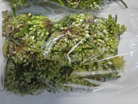 ！出荷中！行者ニンニクの花 1kg　花からも行者ニンニクの香り　幻の山菜 天ぷらやサラダの彩りにどうぞ