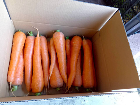 甘さ多めの寒じめ有機人参　3Kg