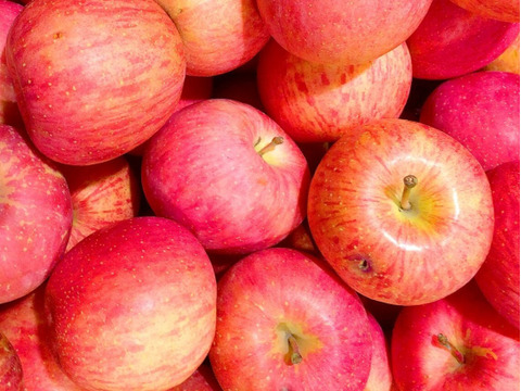 サンふじ　訳あり家庭用（約4.5㎏）10～25玉
甘さ･酸味･食感の三拍子が揃ったりんご　
形やキズなどで贈答用になれなかったりんごたち
バラ詰めでお届け　信州長野県産