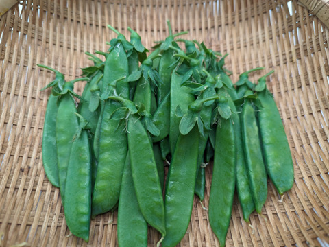 【農薬化学肥料不使用】朝採り絹さや100ｇ