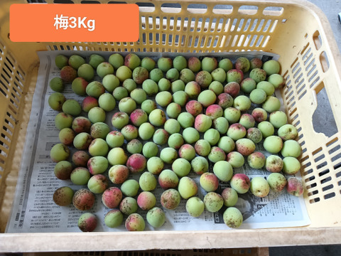 自然の恵み そのまま！静岡県産　自然栽培 南高梅（青梅）3kg 80サイズ　梅酒用　梅干し用